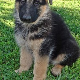 German Shepherds from Rallhaus German Shepherds