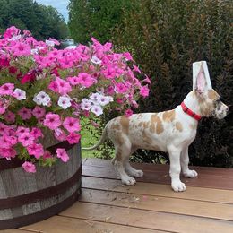 Great Dane Puppies from F&B Kennels