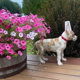 Great Dane Puppies from F&B Kennels