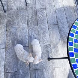 Chihuahua Puppies from Petite Pups LLC