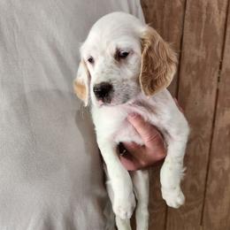 Girl 3 Pink - White female Llewellin Setter puppy in North Dinwiddie, Virginia from Pups Furever