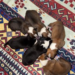 Jan - Sable female Pembroke Welsh Corgi puppy in Bloomfield, Iowa from Beebe’s Corgis