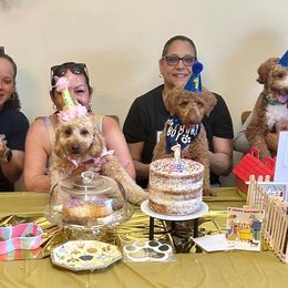 Goldendoodle Puppies from Furever Doodle