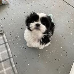 Shih Tzu Puppies from Suncoast Shih Tzus