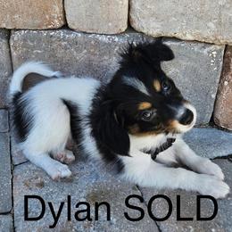Dylan - White black and tan male Papillon puppy in Lake Wales, Florida from Juli