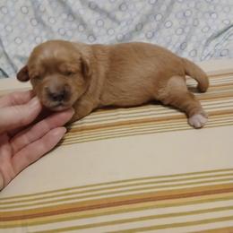 Girl 1 - Apricot female Cavapoo puppy in Crosby, Texas from Oakdale Cavaliers