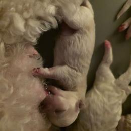 Puppy Black - White male Bichon Frise puppy in Cape Coral, Florida from Arralaine Pups