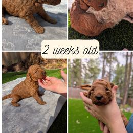Chunky Monkey - Cream male Goldendoodle puppy in Flagstaff, Arizona from Pat's Poodle Pups & Moore