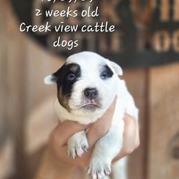 Girl 2 - Blue mottled female Australian Cattle Dog puppy in Monroe, North Carolina from Creek View Cattle Dogs