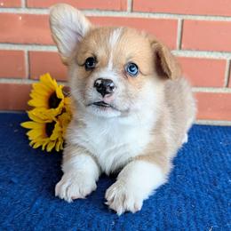Kyle - Red merle and white male American Corgi puppy in Shawnee, Oklahoma from Sunray Ranch
