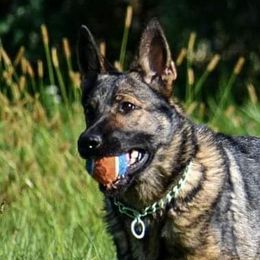 German Shepherds from Trusting Hearts Family German Shepherds