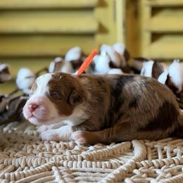 Basil (orange collar) - Brown merle male Aussiedoodle puppy in Mouth Of Wilson, Virginia from HoneyBunn Doodle Co.