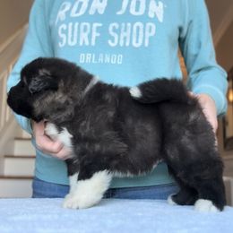 Boy 1 - Akita puppy from Main Street Akitas