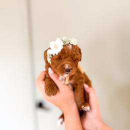 Bailey - Red  female Goldendoodle puppy in Salem, Utah from Karmadoodlee