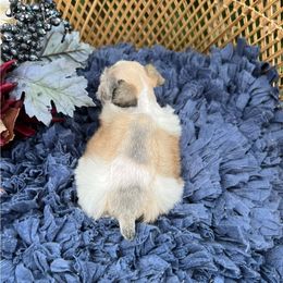 Sabel Party - Parti female Miniature Schnauzer puppy in Big Point, Mississippi from Lorraine's Miniature Schnauzers