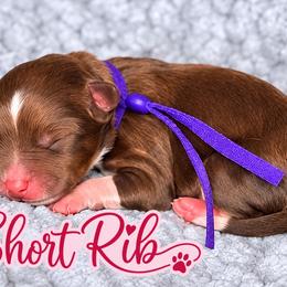 Short Rib - Tri-color female Bernedoodle puppy in Charleston, South Carolina from Palm Belle Doodles