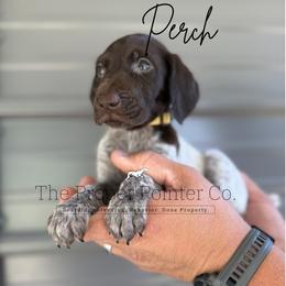 Perch - Liver roan female German Shorthaired Pointer puppy in Six Mile, South Carolina from The Proper Pointer Co.