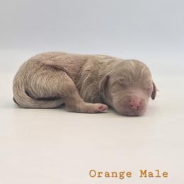 Orange Male - Red male Cockapoo puppy in Mocksville, North Carolina from Hunting Creek Farm & Kennel