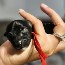 Red Boy - Black male Yorkipoo puppy in Coolidge, Arizona from Effervescent-Pooches