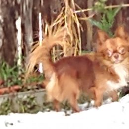 Rusty - Chihuahua