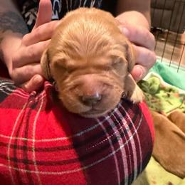 Patriot - Dark golden female Golden Retriever puppy in Sandy, Oregon from Treasured K-9s