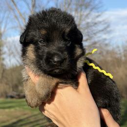 Cloe - Black and red female German Shepherd puppy in Canton, Texas from WILDWOOD GERMAN SHEPHERDS