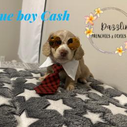 Blue boy - Cream male Dachshund puppy in Kissimmee, Florida from Dazzling Frenchies and Doxies