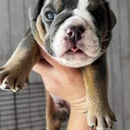 Bulldogs from Amanda’s Bullies