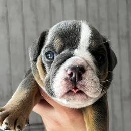 Bulldogs from Amanda’s Bullies