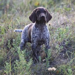 Boy 1 - Liver roan male German Shorthaired Pointer puppy in Albany, Texas from Big Country Kennels