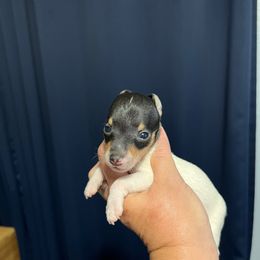 Lola's AB2 - White black and tan male Toy Fox Terrier puppy in Clermont, Florida from Debbie Hiles's Toy Fox Terriers