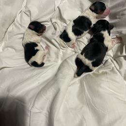 Biewer Terrier puppies from Heartland small breeds