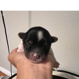 Biewer Terrier Puppies from Pups By the Sea