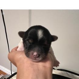 Biewer Terrier Puppies from Pups By the Sea