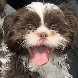 Shih Tzu Puppies from Mayra’s Shih Tzus