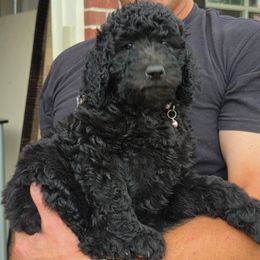 Aria - Black female Poodle puppy in Aurora, Colorado from Simply Amazing Doodles