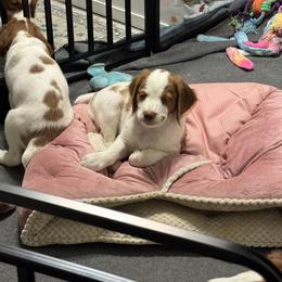Brittany Puppies from Christmas Acres Brittanys