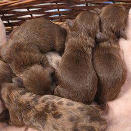 Dachshund puppies from One Love Doxies