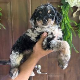 Midnight Pearl - Blue merle female Bernedoodle puppy in Thornville, Ohio from Four Front Doodles & Friends