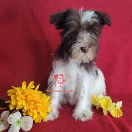 Cassie - Parti female Miniature Schnauzer puppy in Fairhope, Alabama from Puppy Sugars Kennels