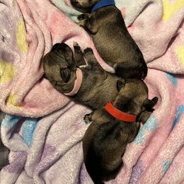 Miniature Schnauzer puppies from Krystal & Luis, Furry Ark