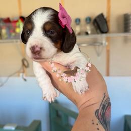 Ember AKC - Piebald female Dachshund puppy in Pope, Mississippi from Anna’s Mini Doxies
