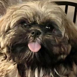 Shih Tzu puppies from Willow Tree Haven Shih Tzu