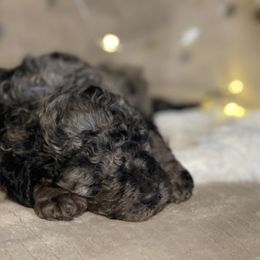 Goldendoodle Puppies from Merced Doodles