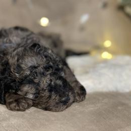 Goldendoodle Puppies from Merced Doodles