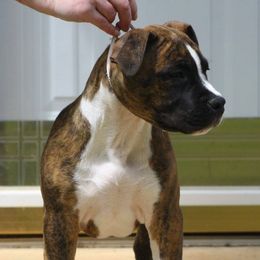 American Staffordshire Terrier Puppies from Emerald Creek Kennel