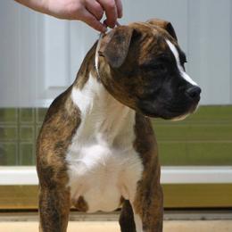 American Staffordshire Terrier Puppies from Emerald Creek Kennel