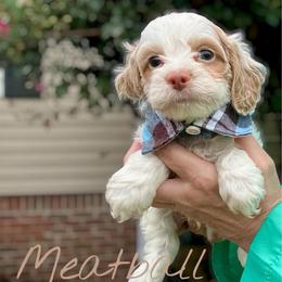 Meatball - Red roan male Cockapoo puppy in Mocksville, North Carolina from Little Bear Doodles