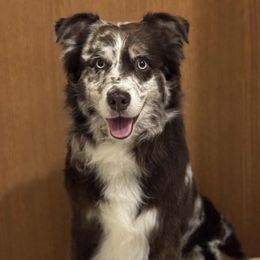 Australian Shepherd puppies from Nicara kennel