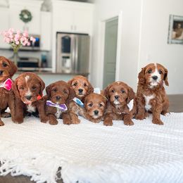 Bernedoodle and Cavapoo Puppies from Wonderful World Doodles